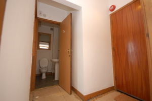 Owl Image